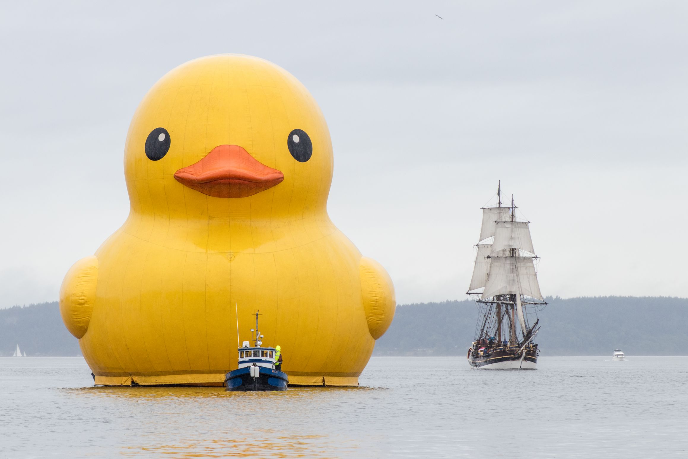 "duck" Meme Templates Imgflip