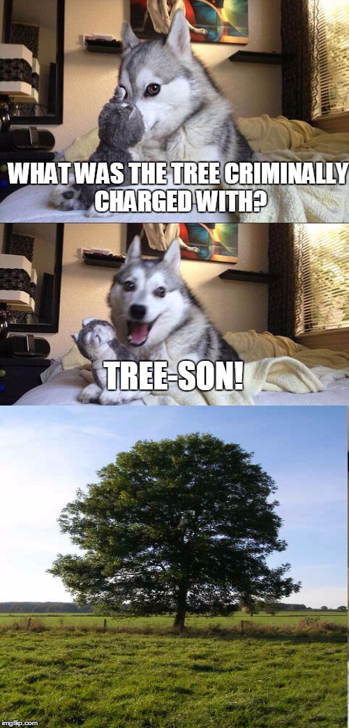 Tree pun Imgflip