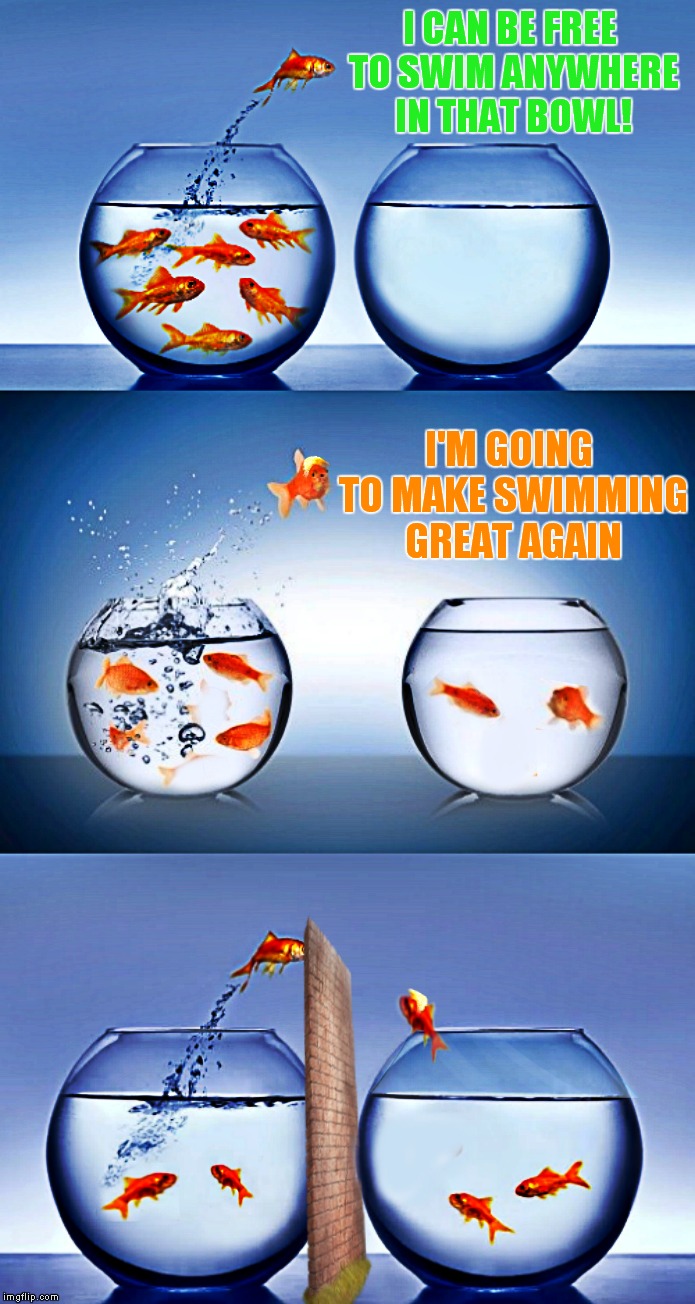 goldfish Imgflip