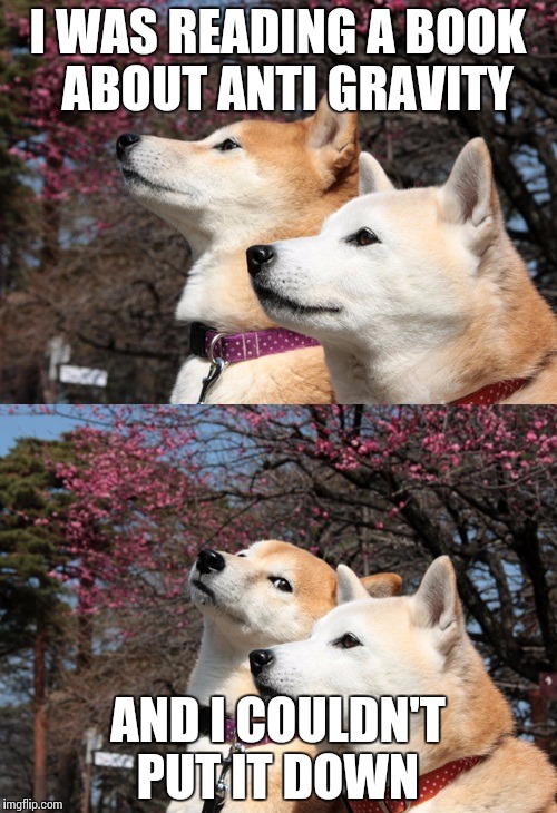 Bad pun dogs Imgflip