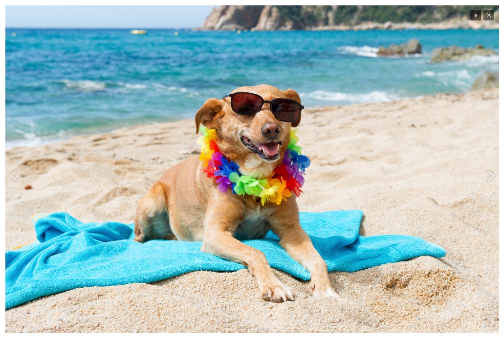 Dog on beach Blank Template Imgflip