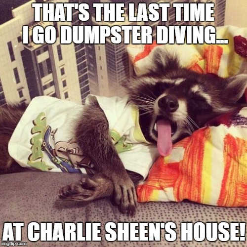 Hungover Raccoon Imgflip