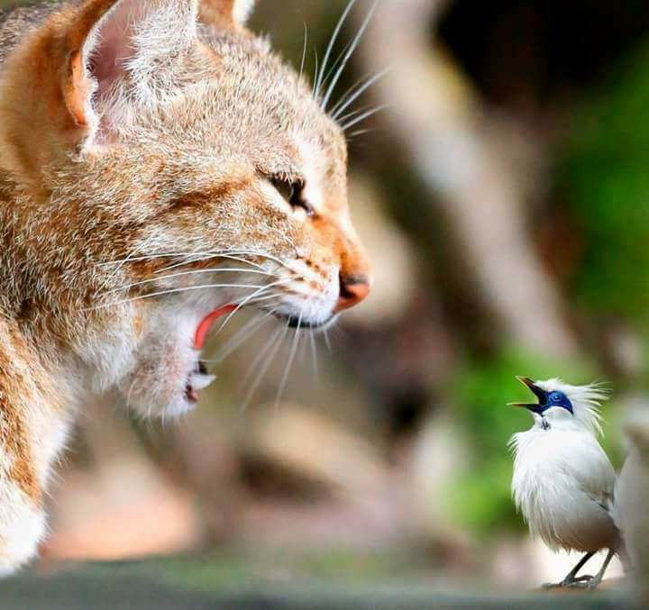 Quiet Bird! Blank Template Imgflip