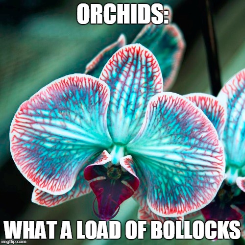 Orchids Imgflip