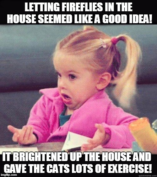 Fireflies Imgflip
