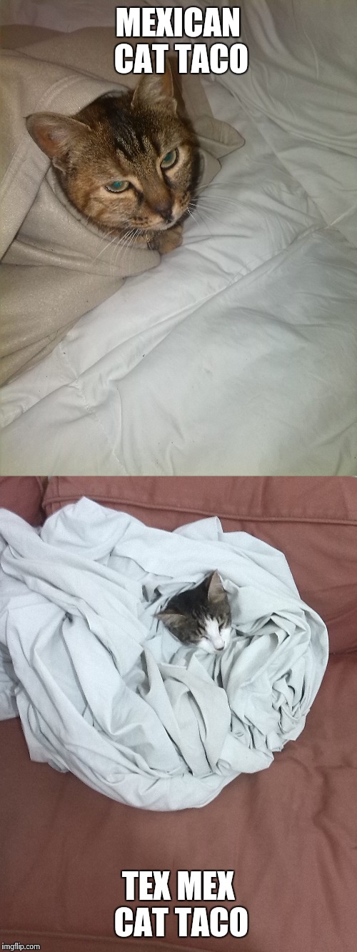 Mexican Blanket Meme werohmedia
