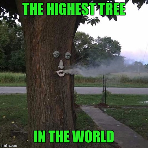 Smoking tree Imgflip