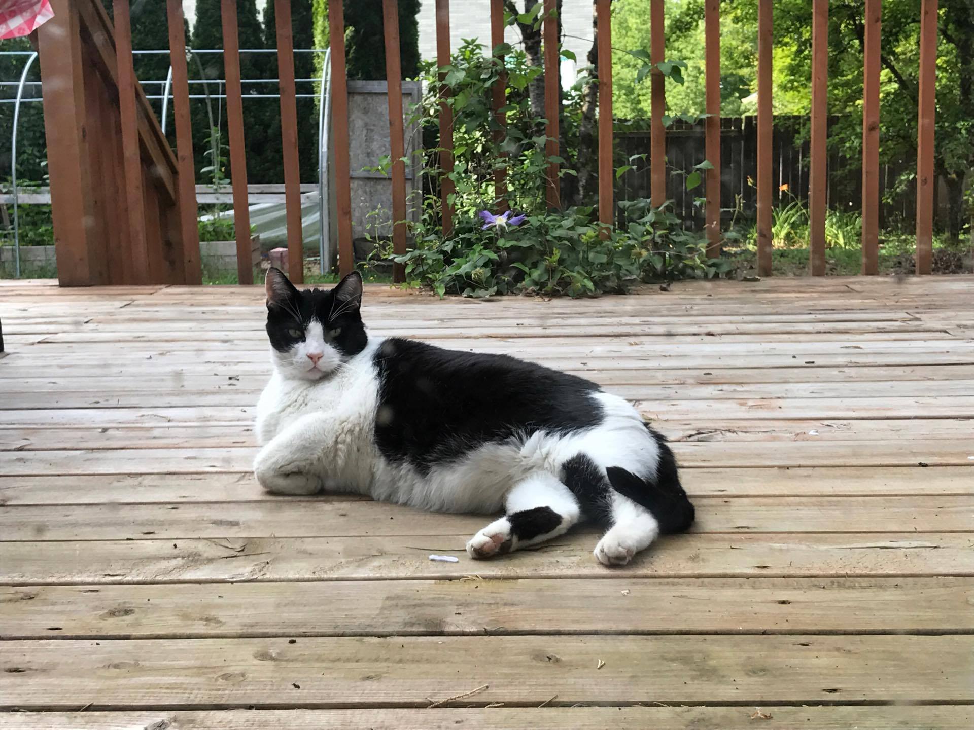 Porch Cat Eddie Blank Template Imgflip