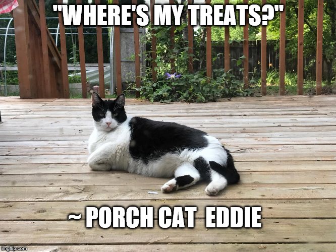 funny cat memes Imgflip