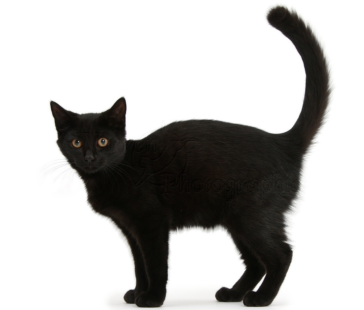 "black cat" Meme Templates Imgflip
