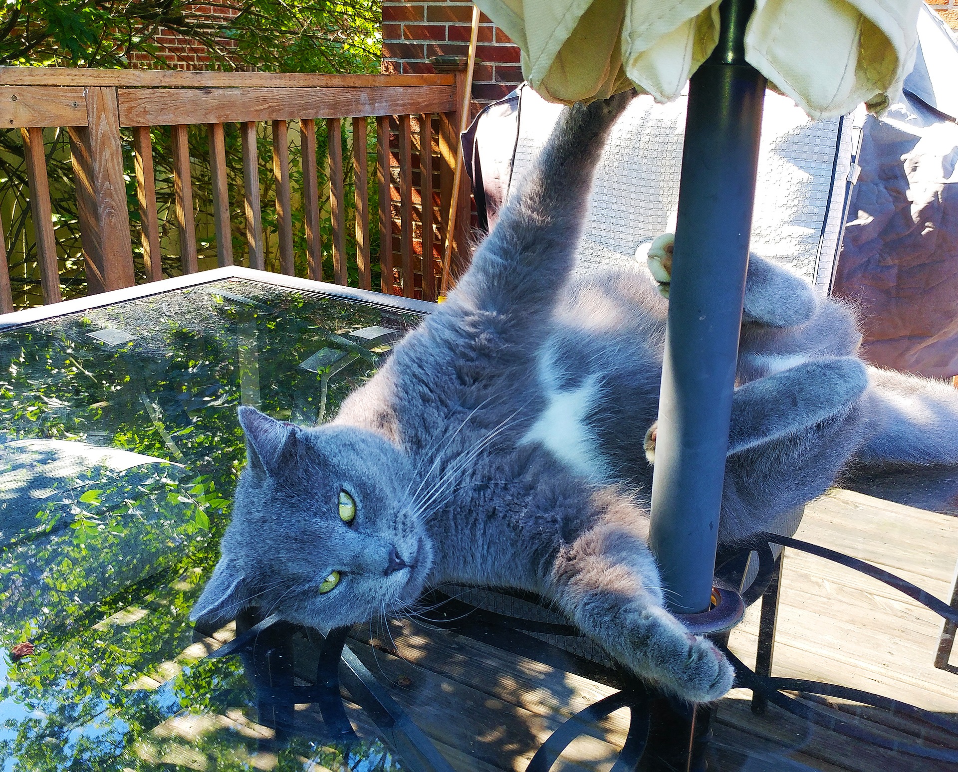 Meme Template Search Imgflip