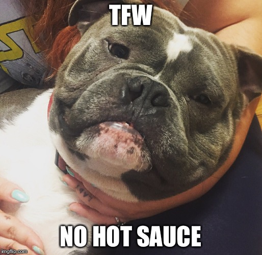 Image tagged in frank the tank Imgflip