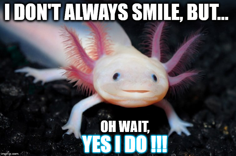 Smiling Mexican Axolotl I don't Always Smile...?! Imgflip