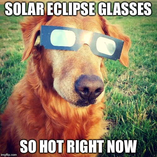 Image tagged in memes,animals,cute animals,solar eclipse Imgflip