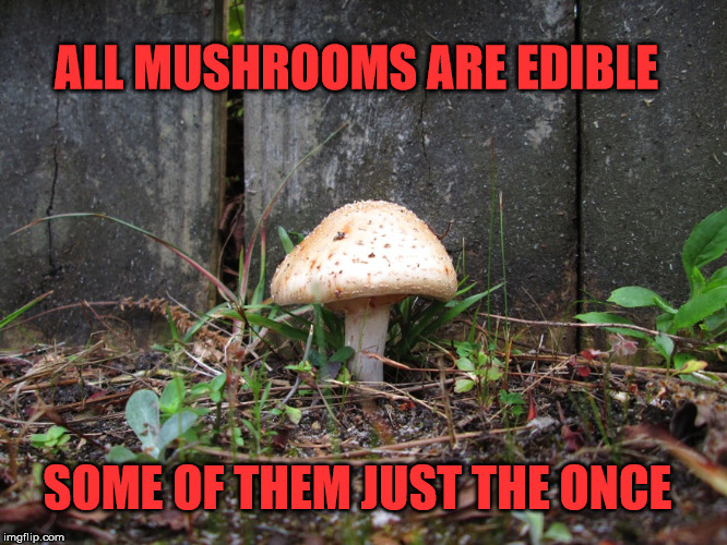 mushroom Imgflip