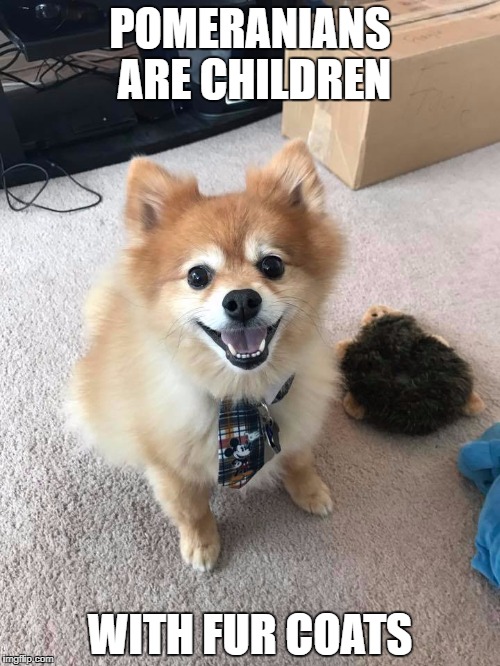 pomeranian Memes & GIFs Imgflip