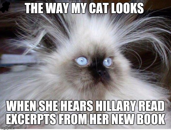 Frazzled over politics Imgflip