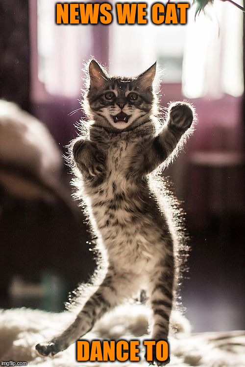 Persian Cat Room Guardian Meme Imgflip