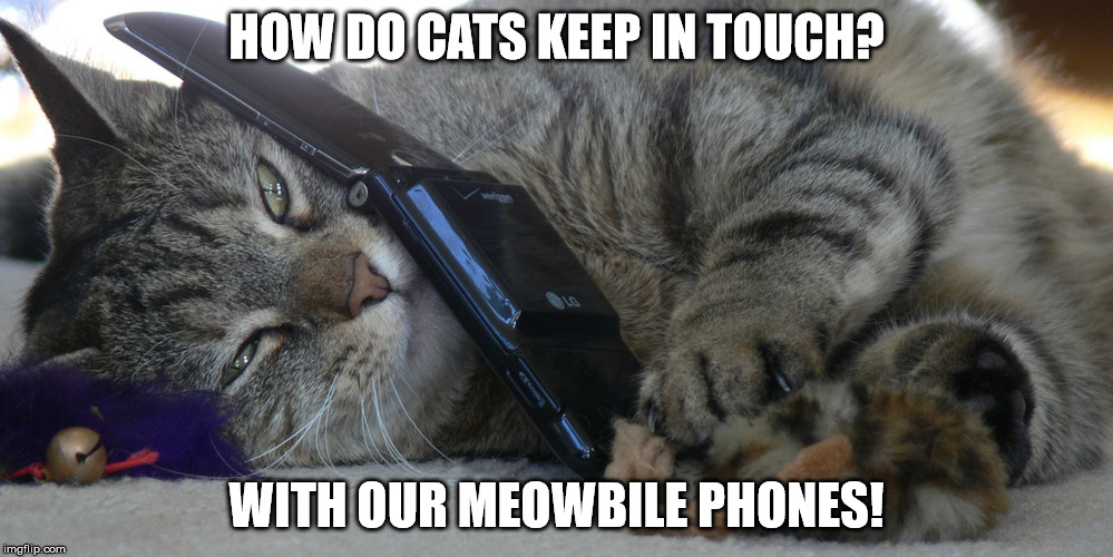 meowbile phones Imgflip