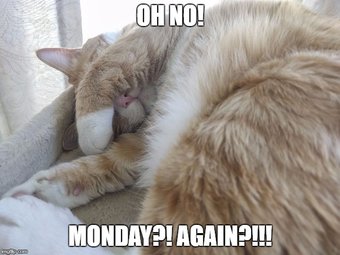 Oh no! Monday!? Again!? Imgflip