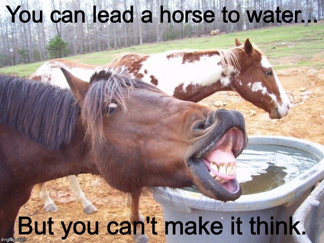 Silly horse face at water trough Imgflip