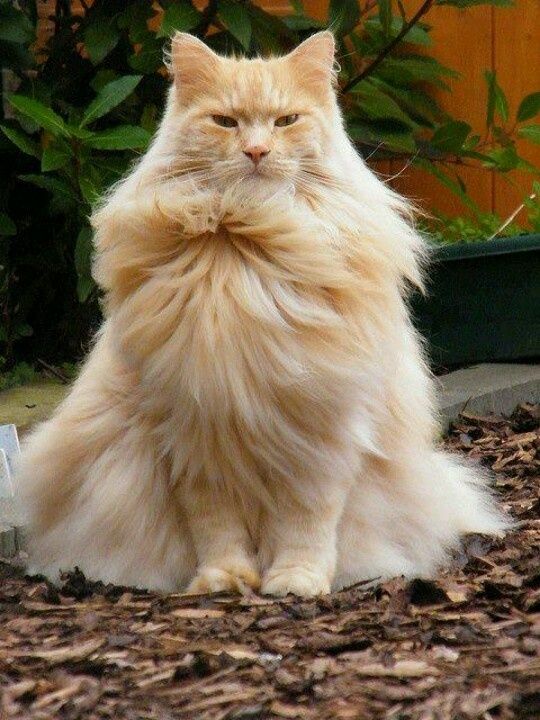 Proud Cat Blank Template Imgflip