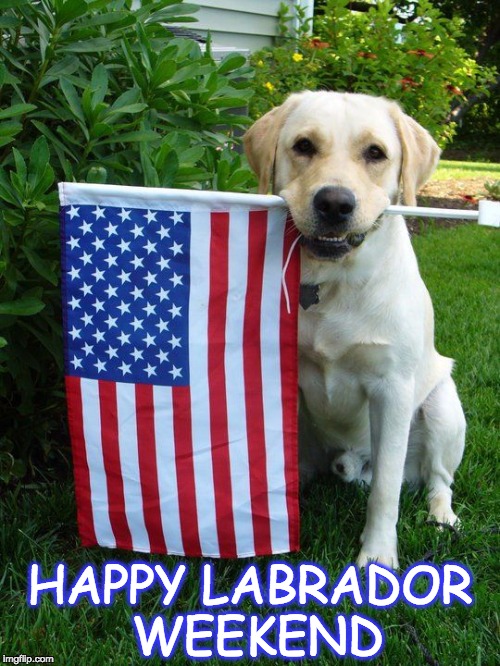 labrador Memes & GIFs Imgflip