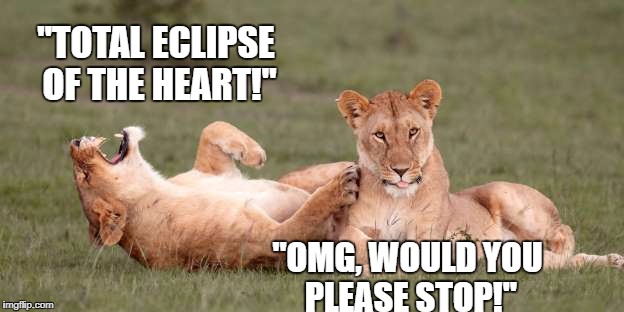 11 Funny Lion Memes, Sure To Make You LOL