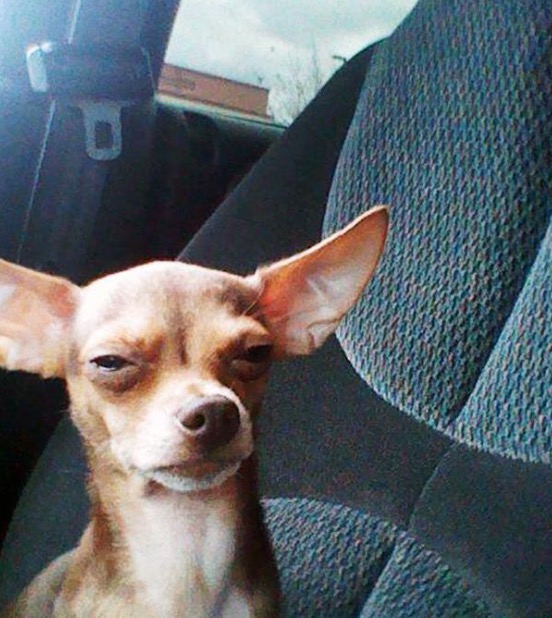 立派な Squinting Dog Meme サンゴメガ