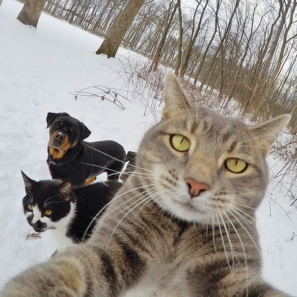 cat selfie Latest Memes Imgflip