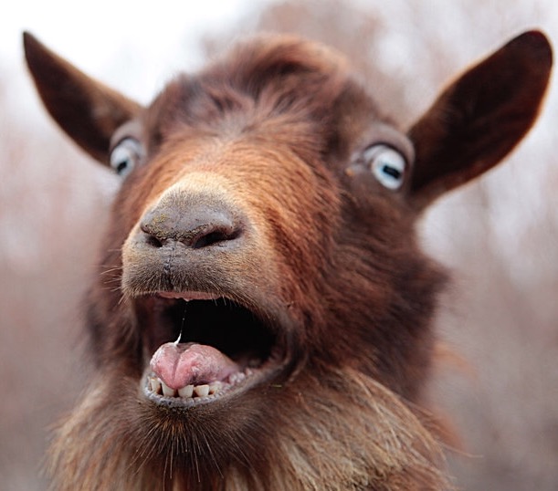 "goat" Meme Templates Imgflip