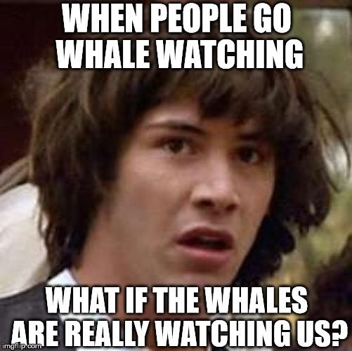 Whale Watching Imgflip