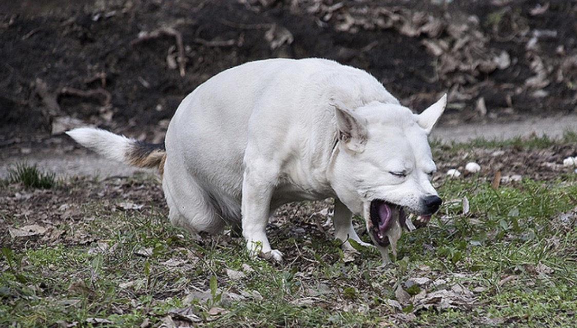 Dog vomiting Memes Imgflip