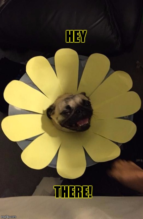 FLOWER PUG Imgflip