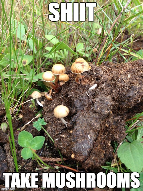 Shiitake Mushrooms Imgflip