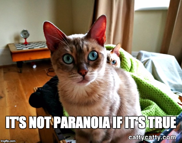 Image tagged in paranoid meme,funny cat memes,funny cat meme Imgflip