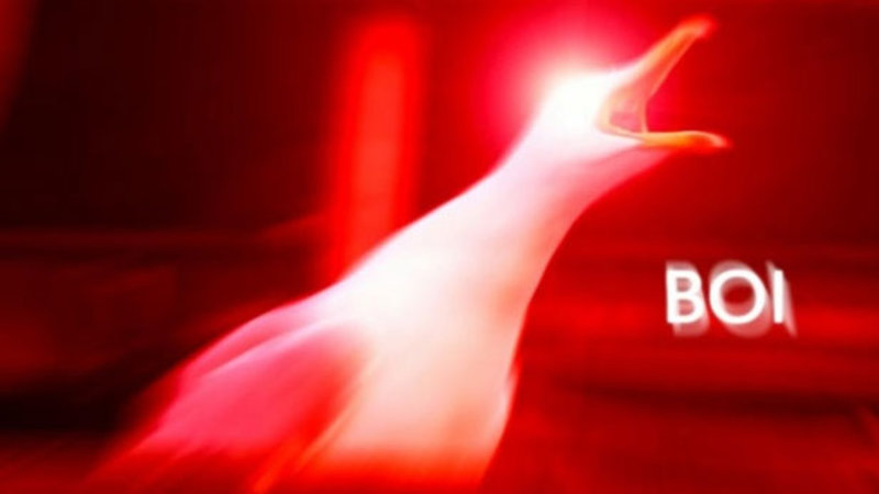 "bird" Meme Templates Imgflip