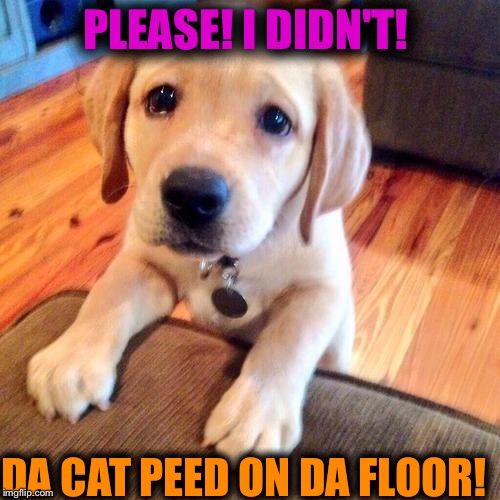 Puppy dog eyes Memes Imgflip