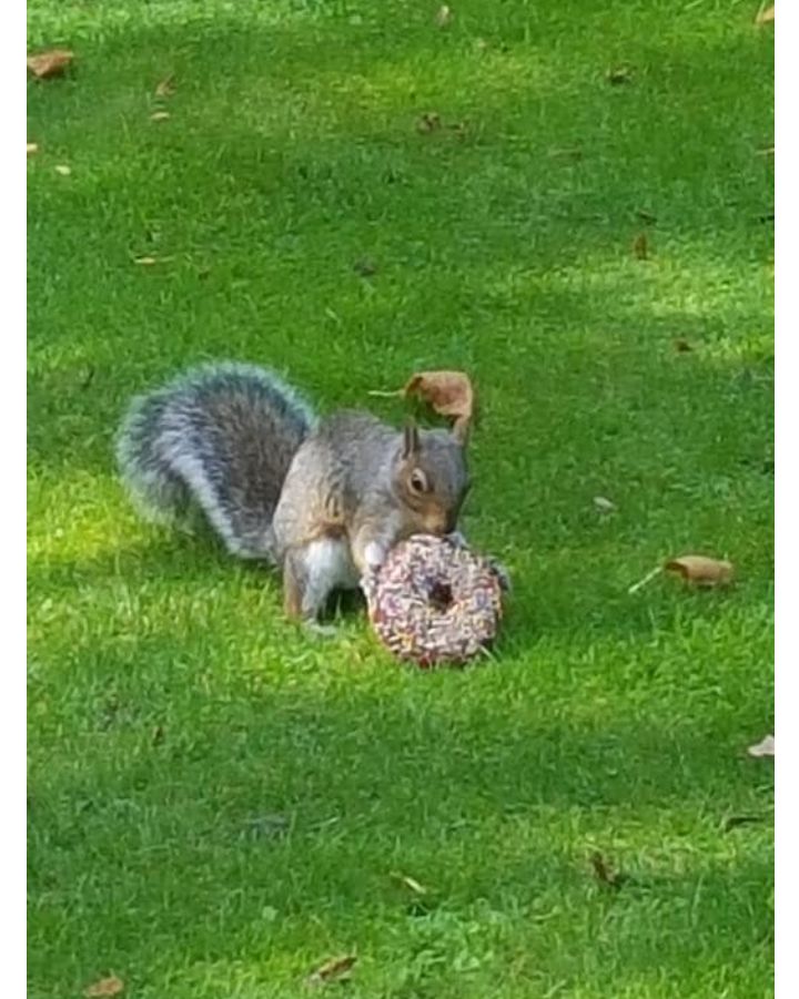 "squirrel" Meme Templates Imgflip