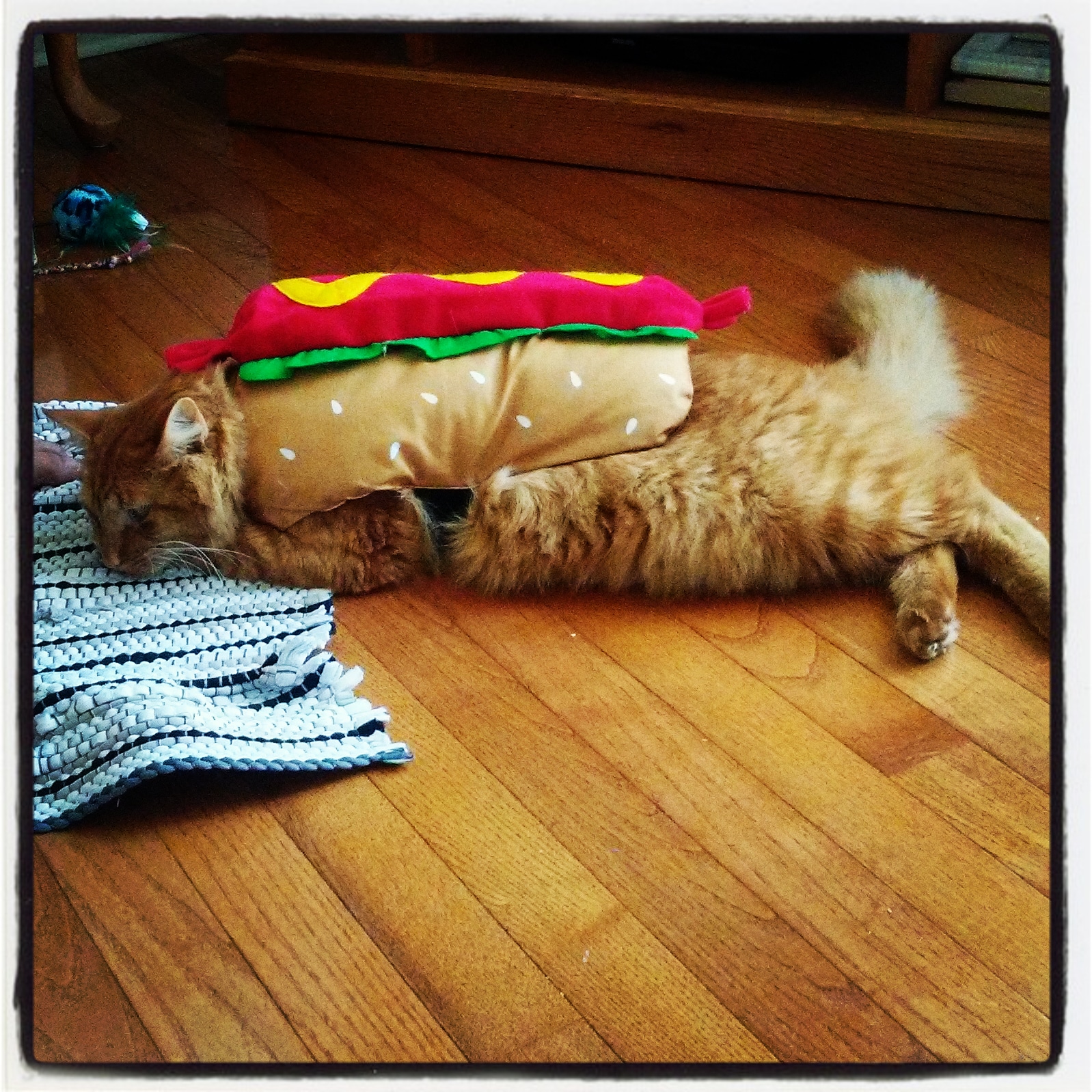 Tater Tot in Hot Dog Costume Blank Template Imgflip