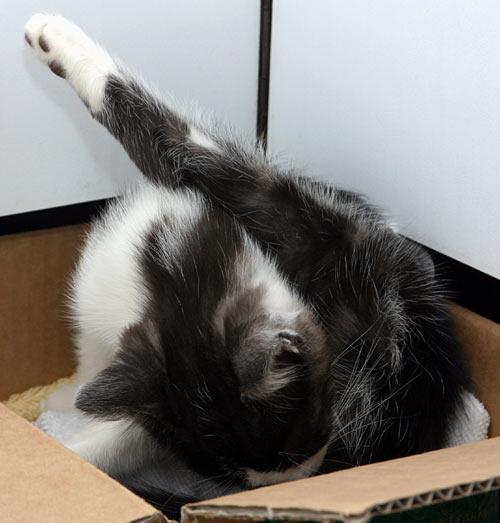 "cat" Meme Templates Imgflip