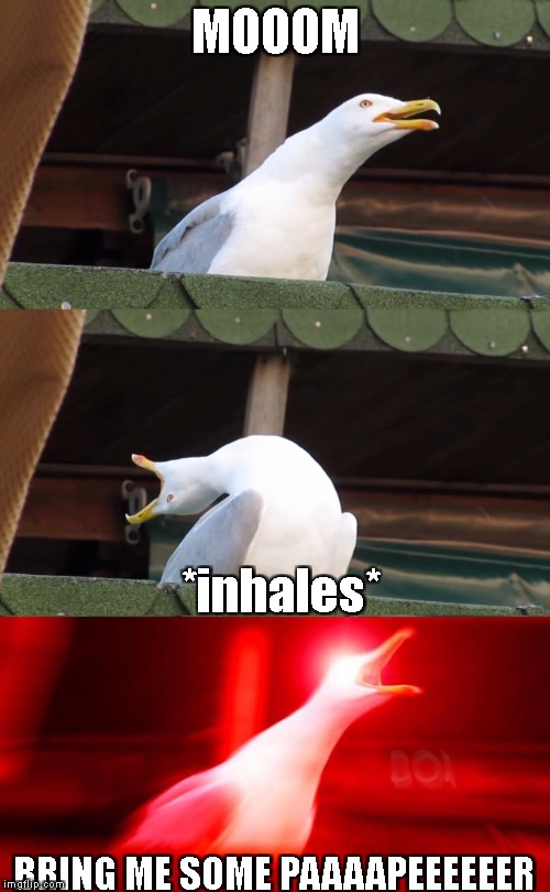 Inhaling seagull Imgflip