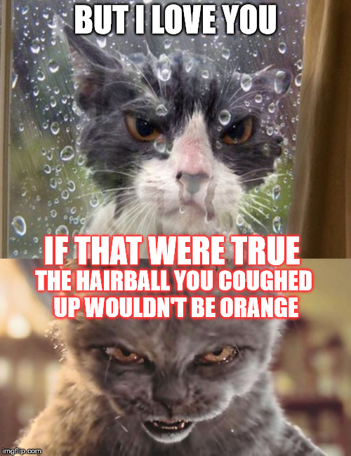 On the next season of Desperate Cat Wives... Imgflip