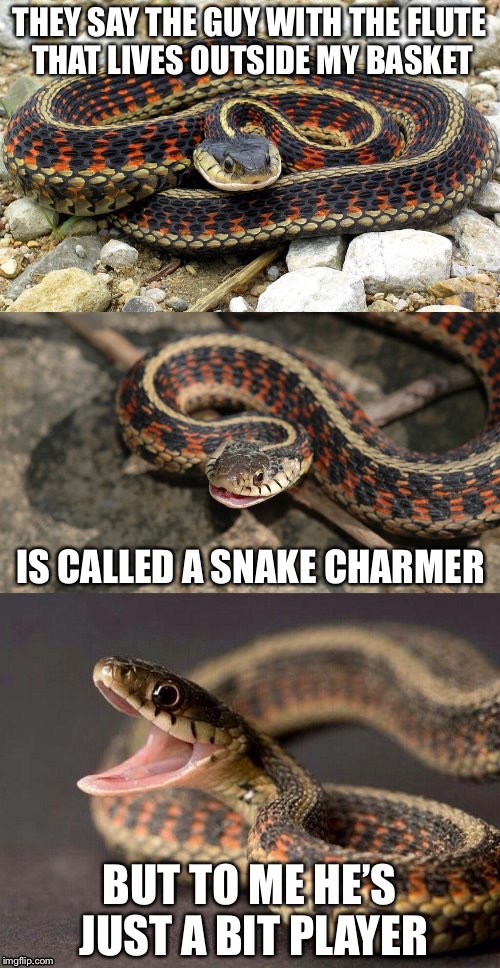 Snake Puns Imgflip