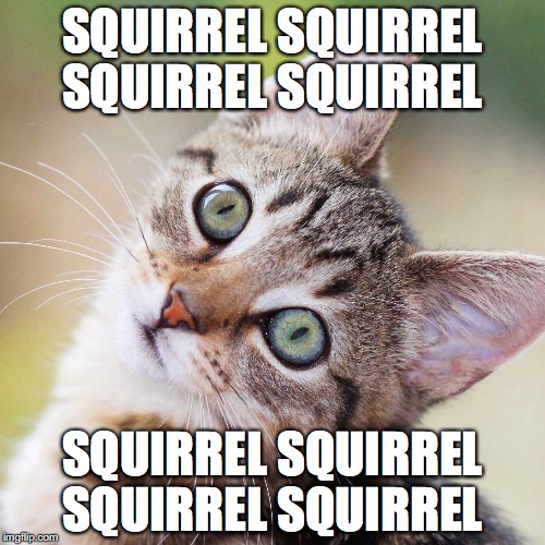 Random Cat Imgflip