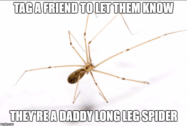 Image tagged in deddy spoder legs Imgflip