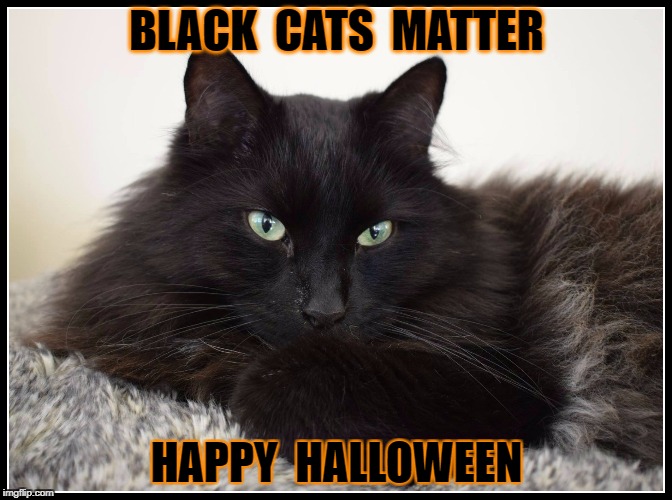 Black Cats Matter Imgflip