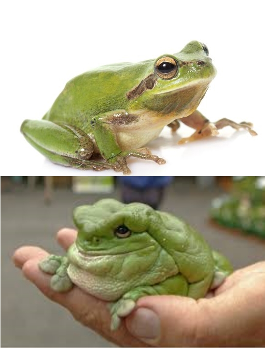 Skinny and fat frog Blank Template Imgflip