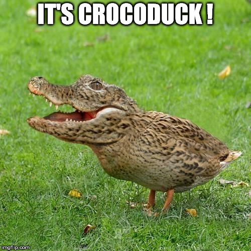 crocoduck Memes & GIFs Imgflip