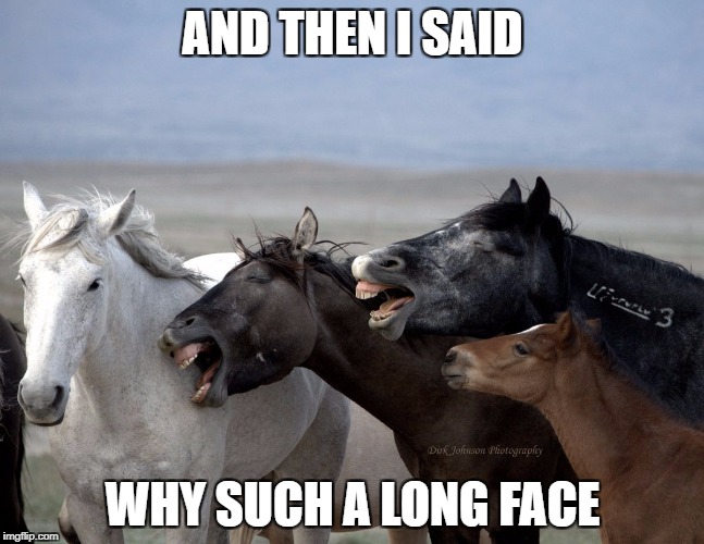 Image tagged in horse laugh Imgflip
